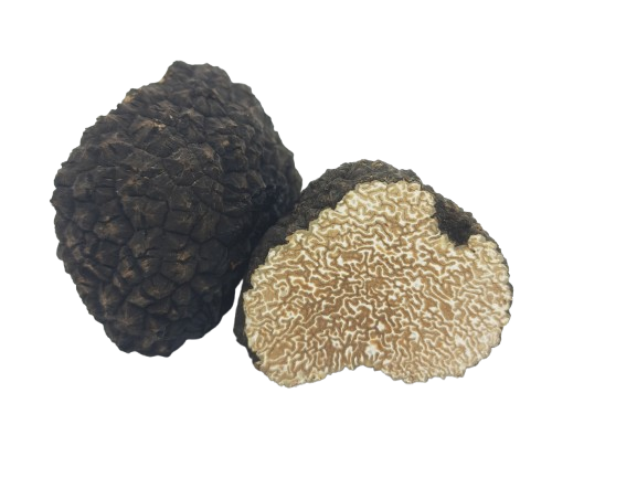Tartufo nero estivo "Scorzone" della Lessinia